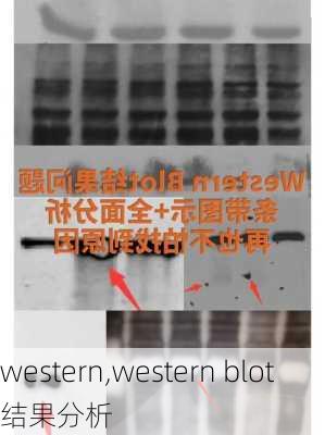 western,western blot结果分析